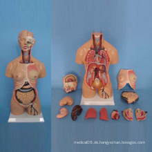 Amphoteres menschliches Torso-Abdomen-Anatomie-Modell für medizinische Demonstration